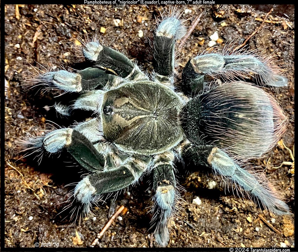 Pamphobeteus_cf_nigricolor_Ecuador(f)7in_AD1.jpeg