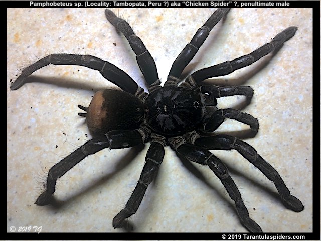 Pamphobeteus_ChickenSpider(M)penultimate6in_1