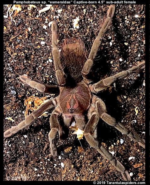 Pamphobeteus_esmeraldas(f)4.5in_SA1