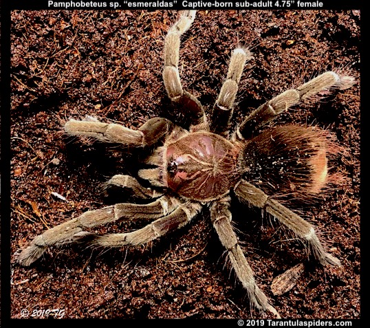 Pamphobeteus_esmeraldas(f)4.75in_SA2