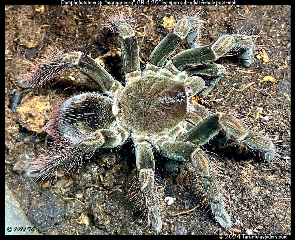 Pamphobeteus_manganegra(f)4.25in_SA1.jpeg