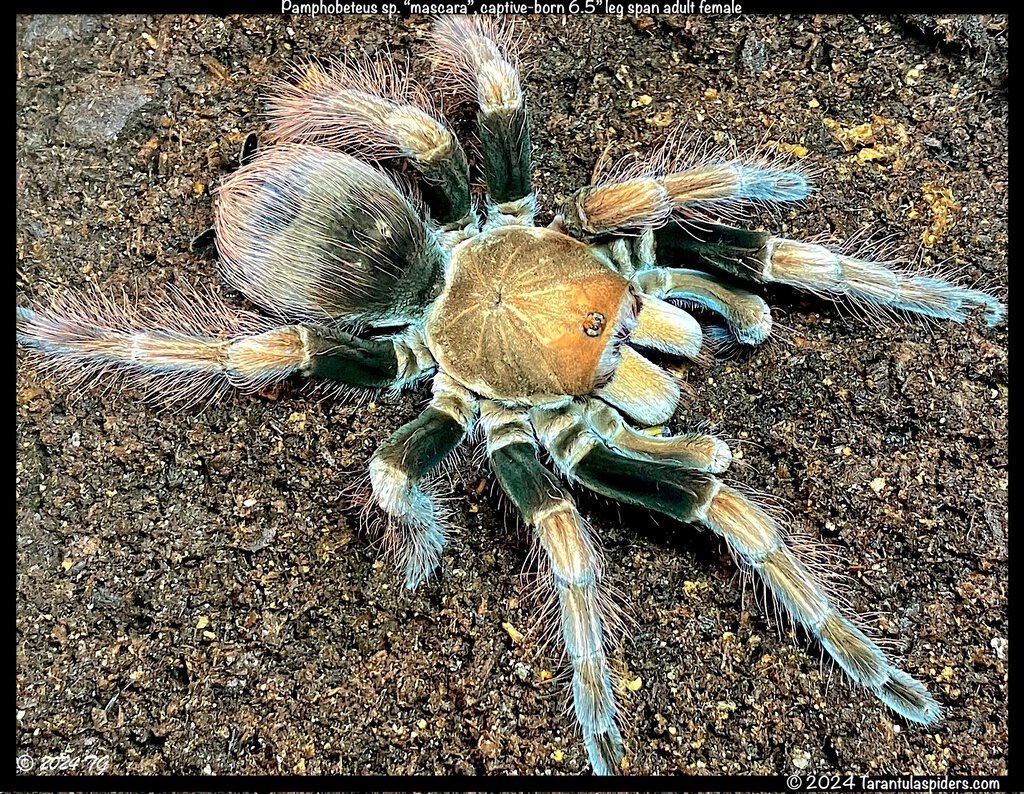 Pamphobeteus_mascara(f)6.5in_AD1.jpeg