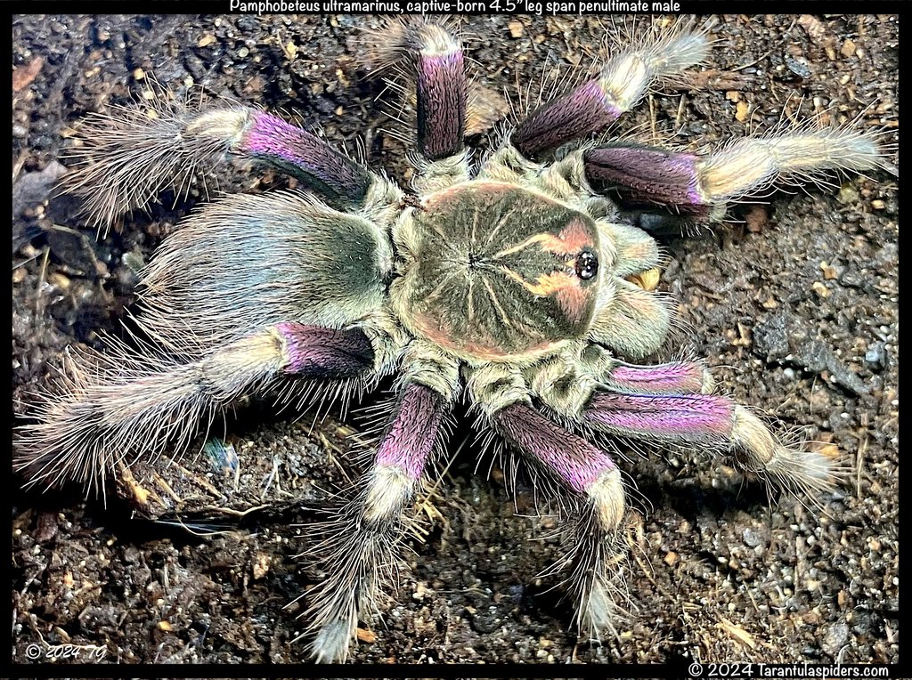 Pamphobeteus_ultramarinus(m)4.5in_SA1.jpeg