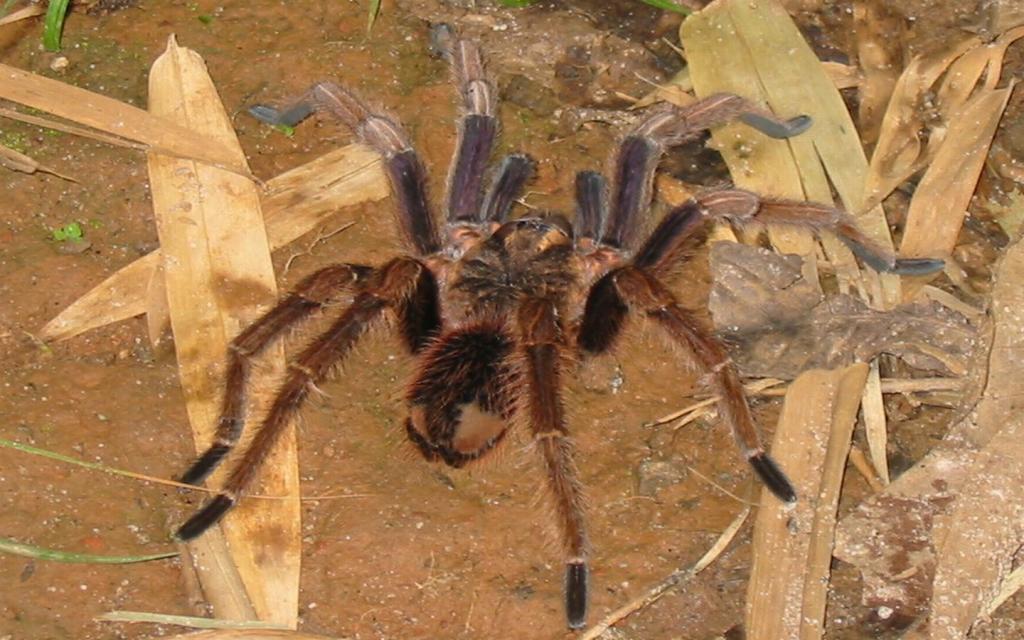 Panama Tarantula