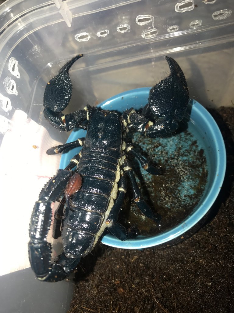 Pandinus Dictator scorpion