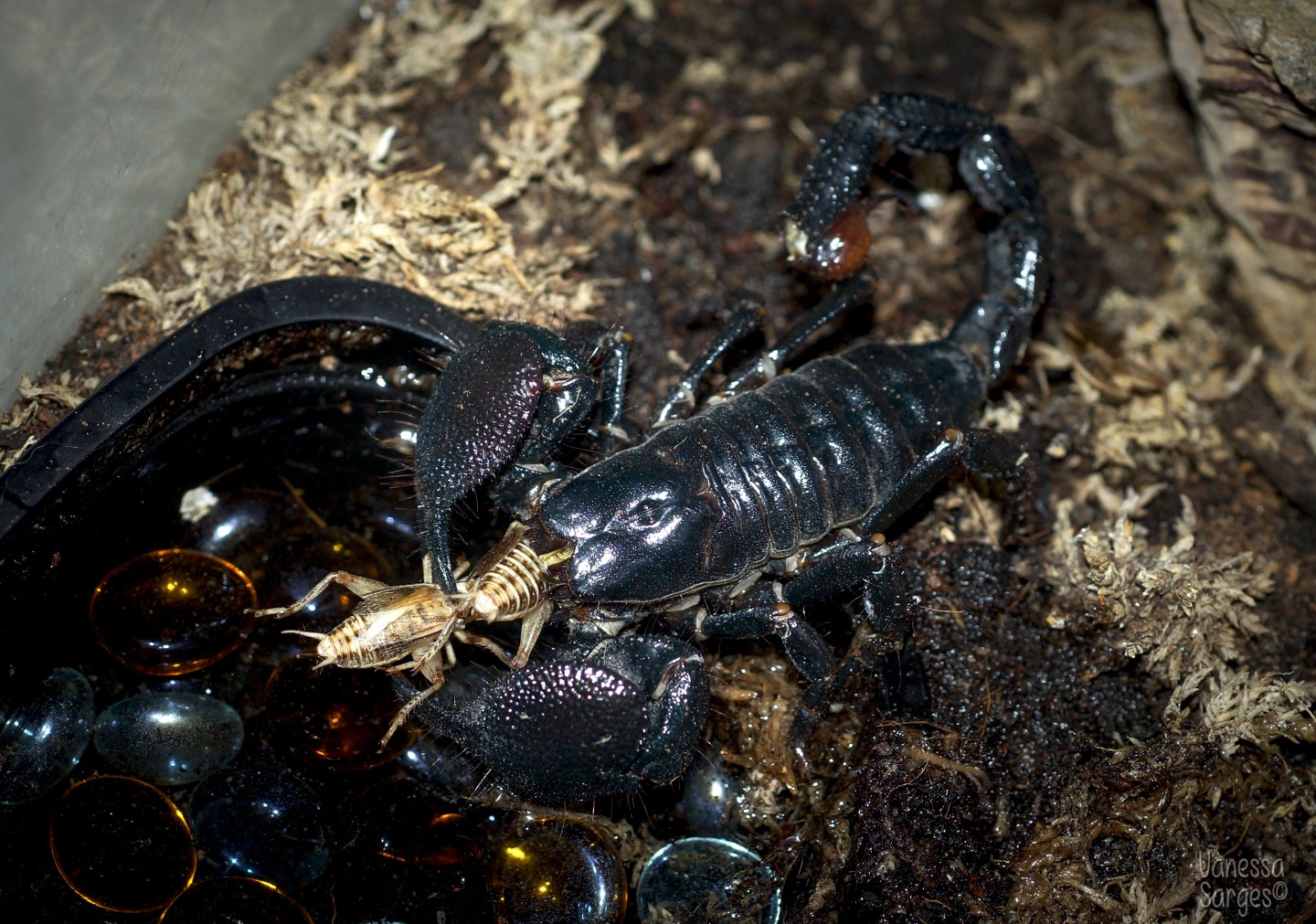 Pandinus imperator Adult Male