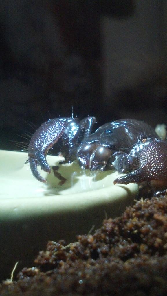 Pandinus Imperator drinking