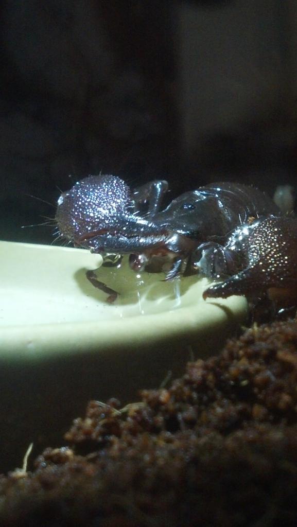 Pandinus Imperator drinking