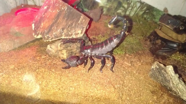 Pandinus imperator - Emperor Scorpion