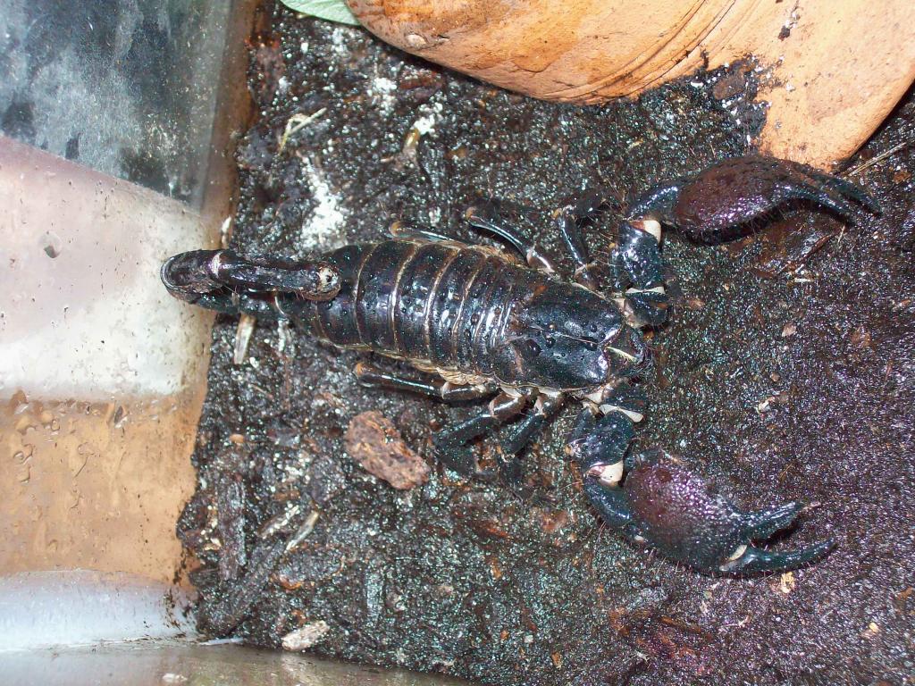 Pandinus imperator(female)