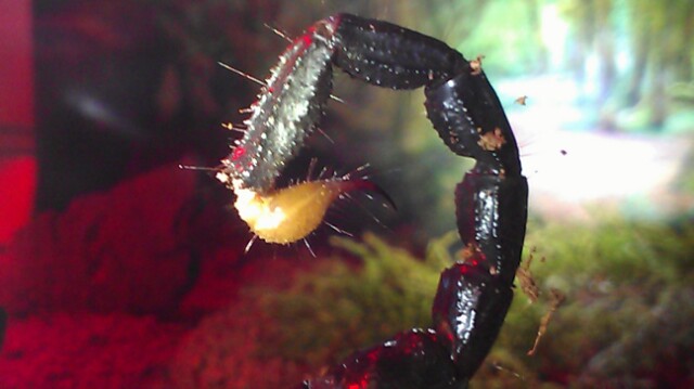 Pandinus imperator Stinger