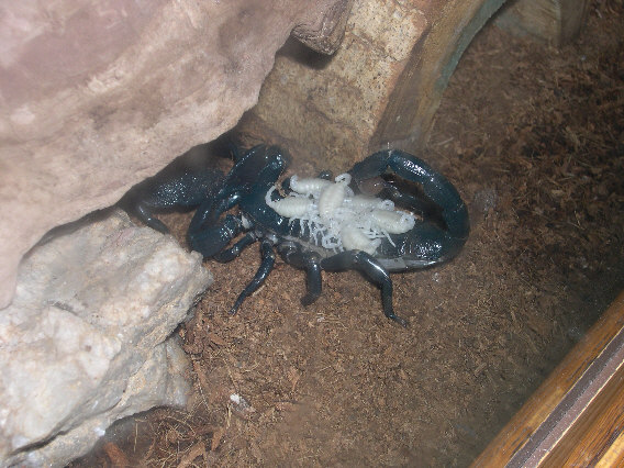 Pandinus Imperator