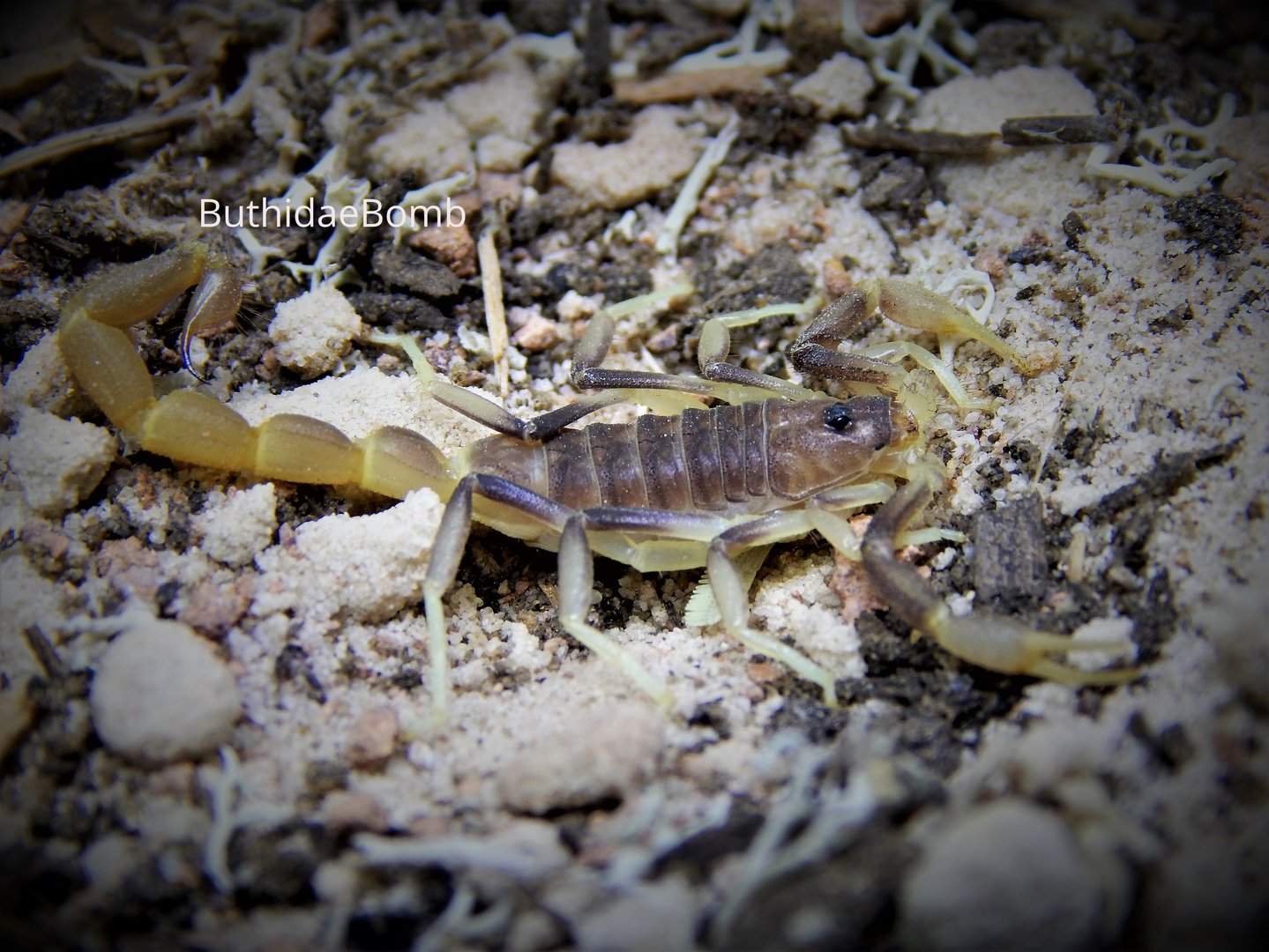 Parabuthus brevimanus - Messum Crater, Namibia