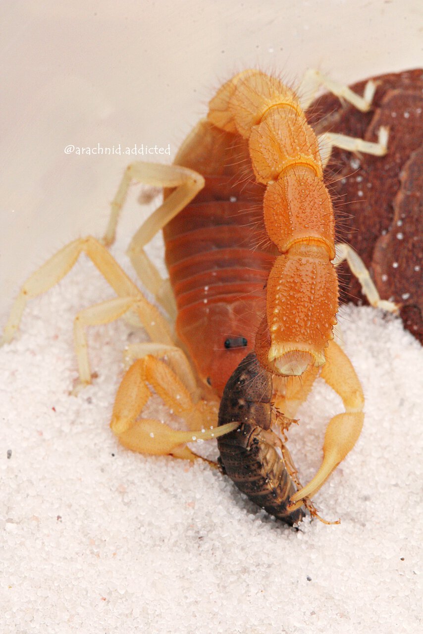 Parabuthus capensis.