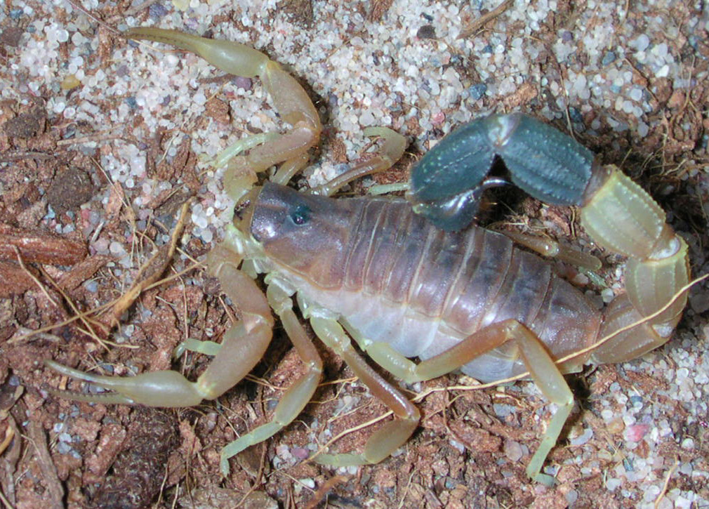 Parabuthus leiosoma