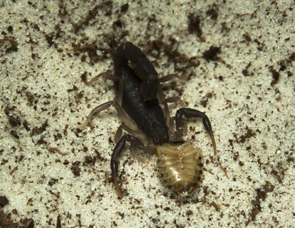 Parabuthus transvaalicus - 3i female