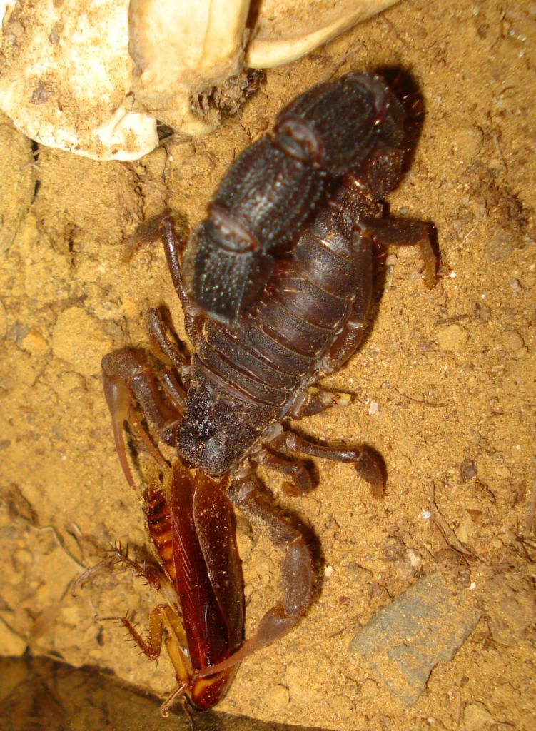 Parabuthus transvaalicus, female eating a Periplaneta americana