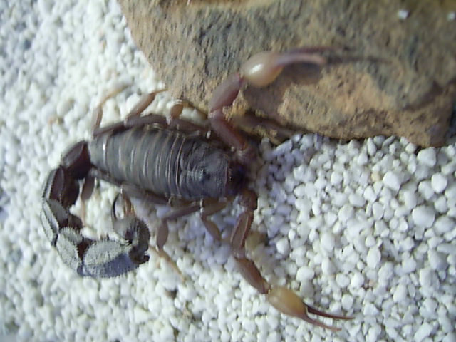 Parabuthus transvaalicus male