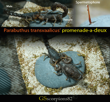 Parabuthus Transvaalicus Mating