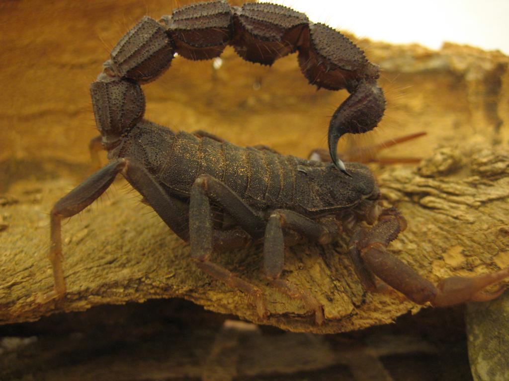 Parabuthus Transvaalicus Venom Purge