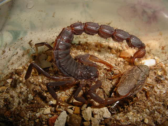 Parabuthus transvaalicus