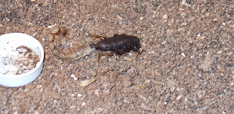 Parabuthus Villious Black Morph