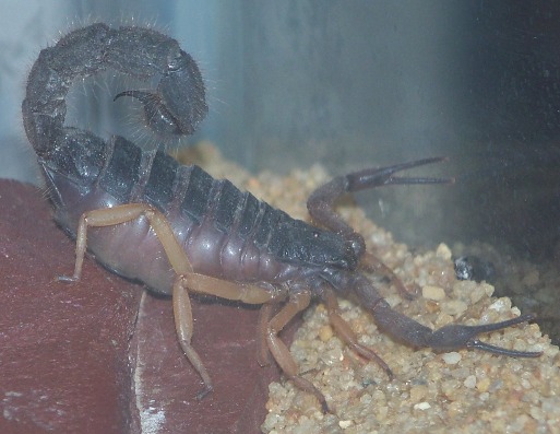 Parabuthus Villosus 2