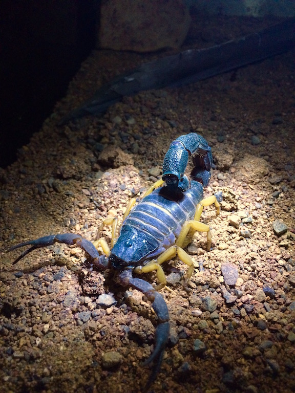 Parabuthus villosus mornal morph