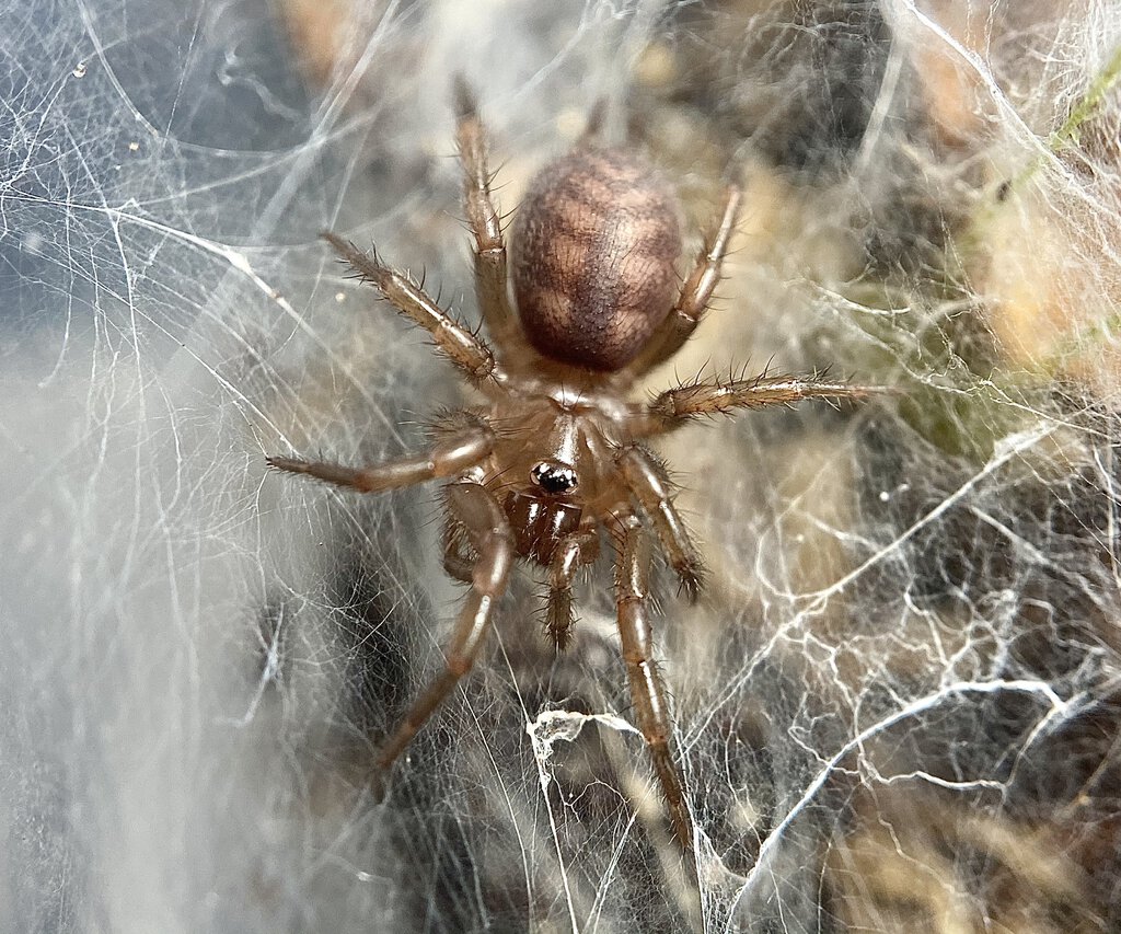 Paraembolides boycei