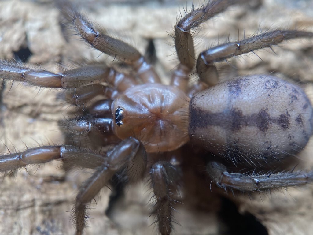 Paraembolides sp. “Dangar”