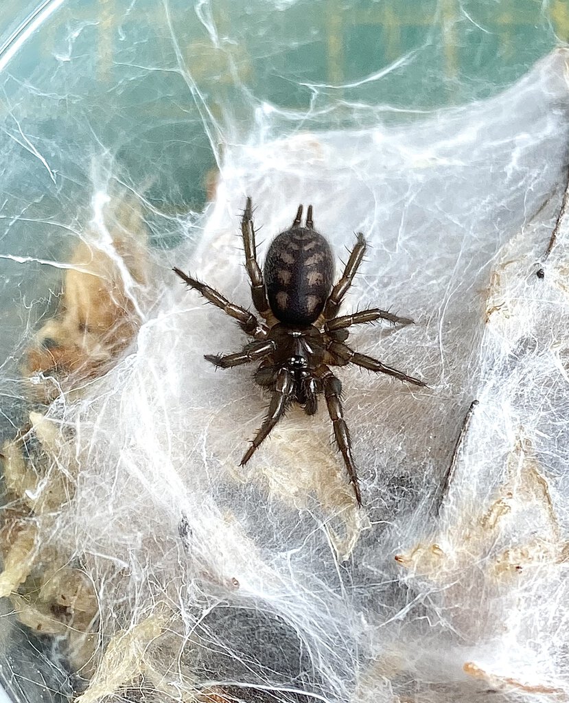 Paraembolides sp. “Tallaganda”