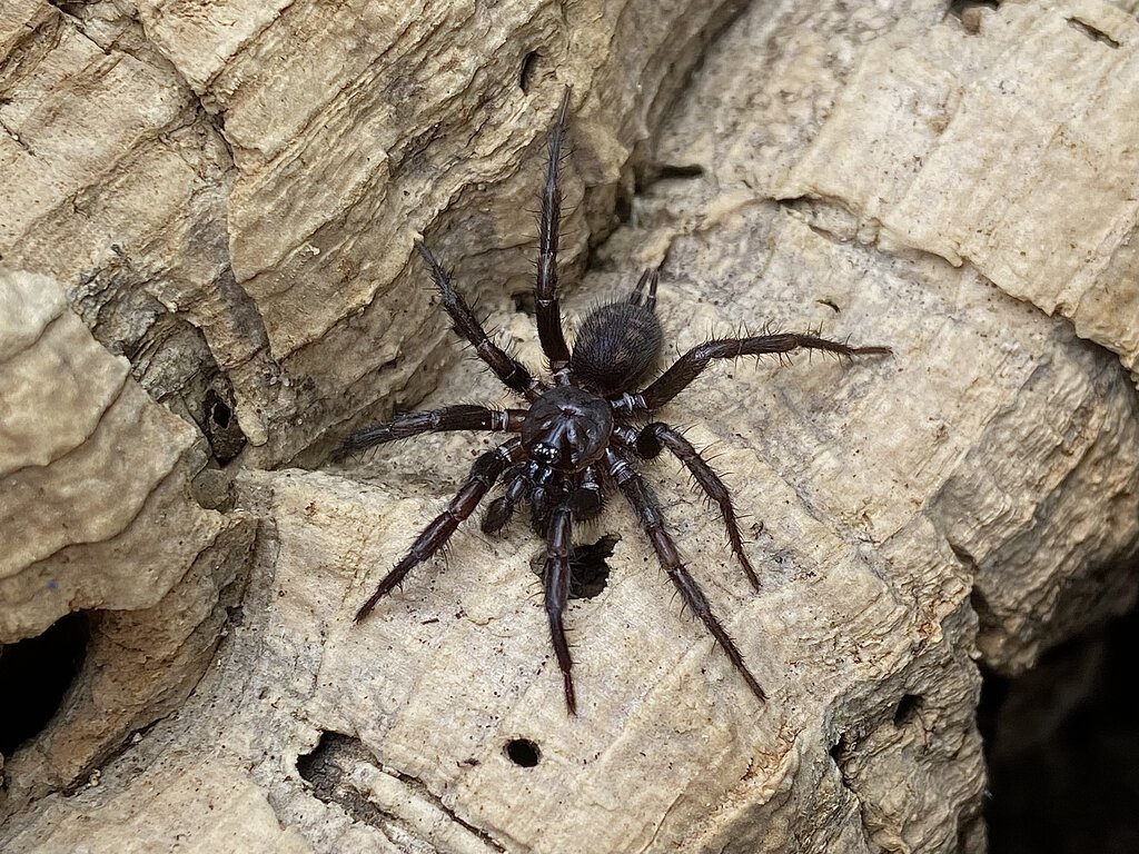 Paraembolides sp. “Tallaganda”