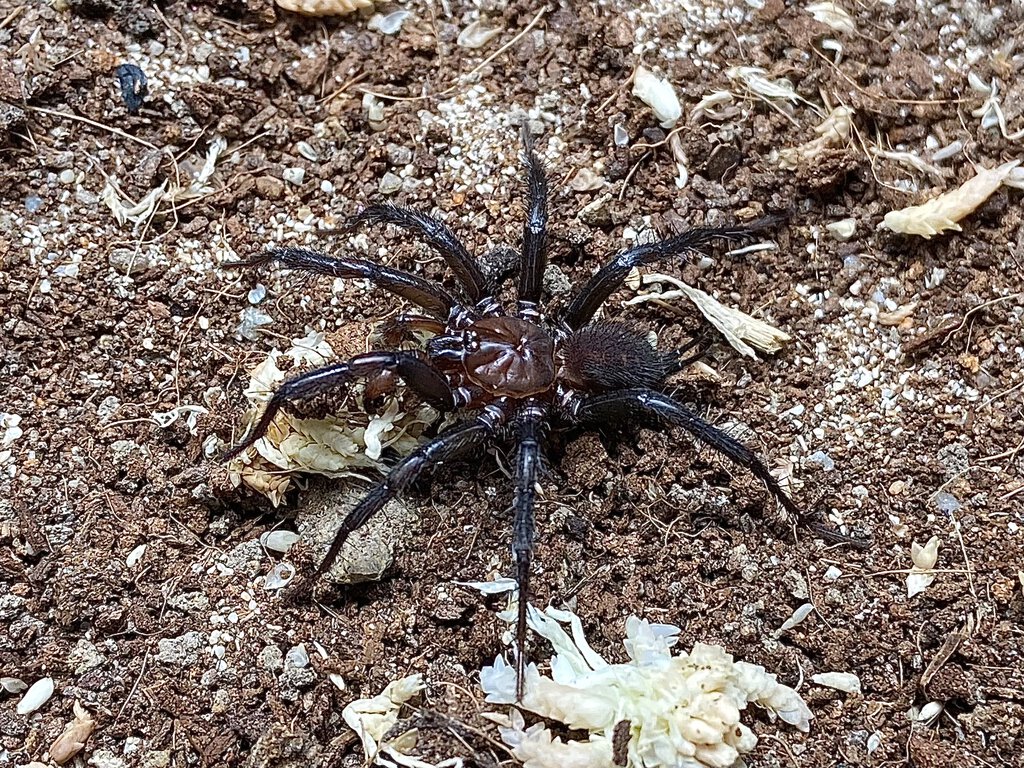 Paraembolides tubrabucca