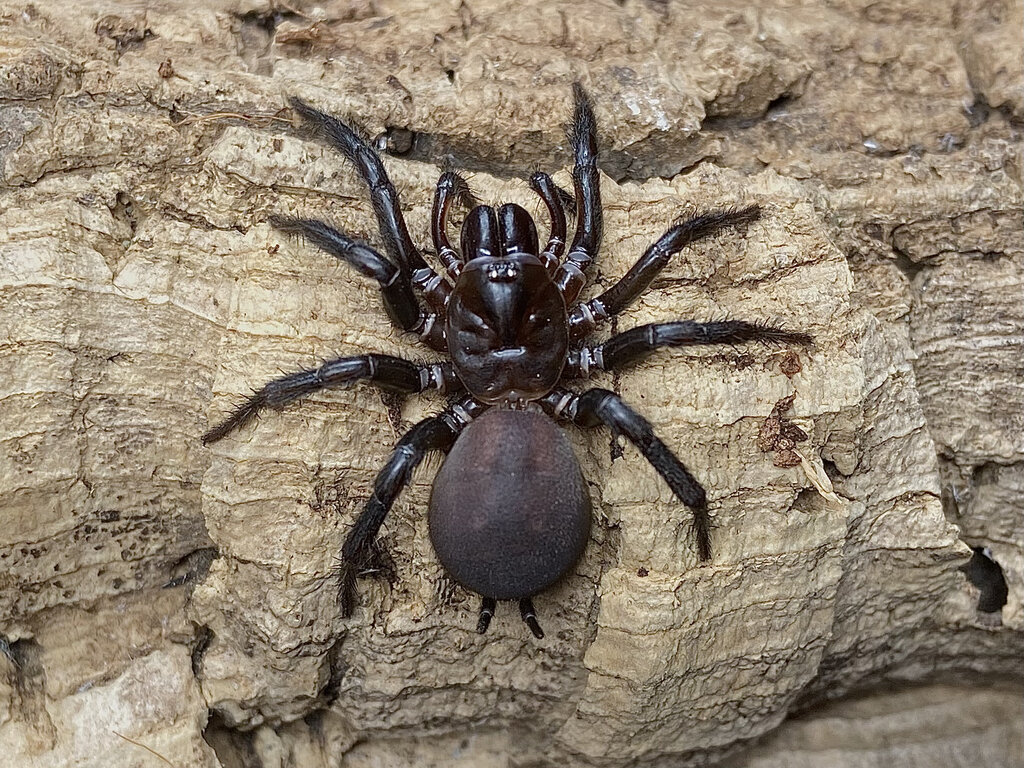 Paraembolides tubrabucca