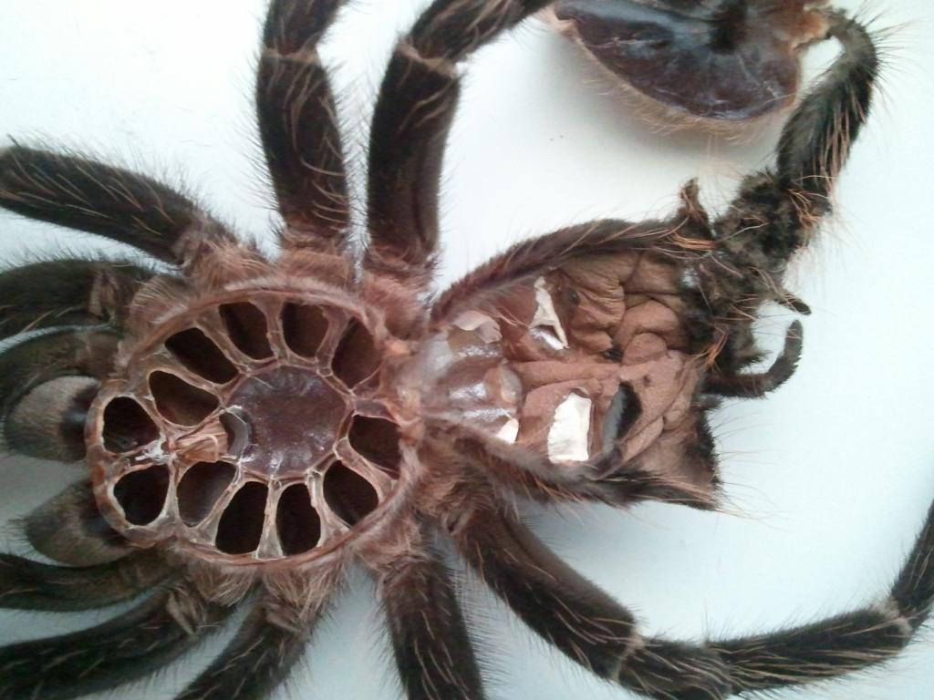 Parahybana Molt