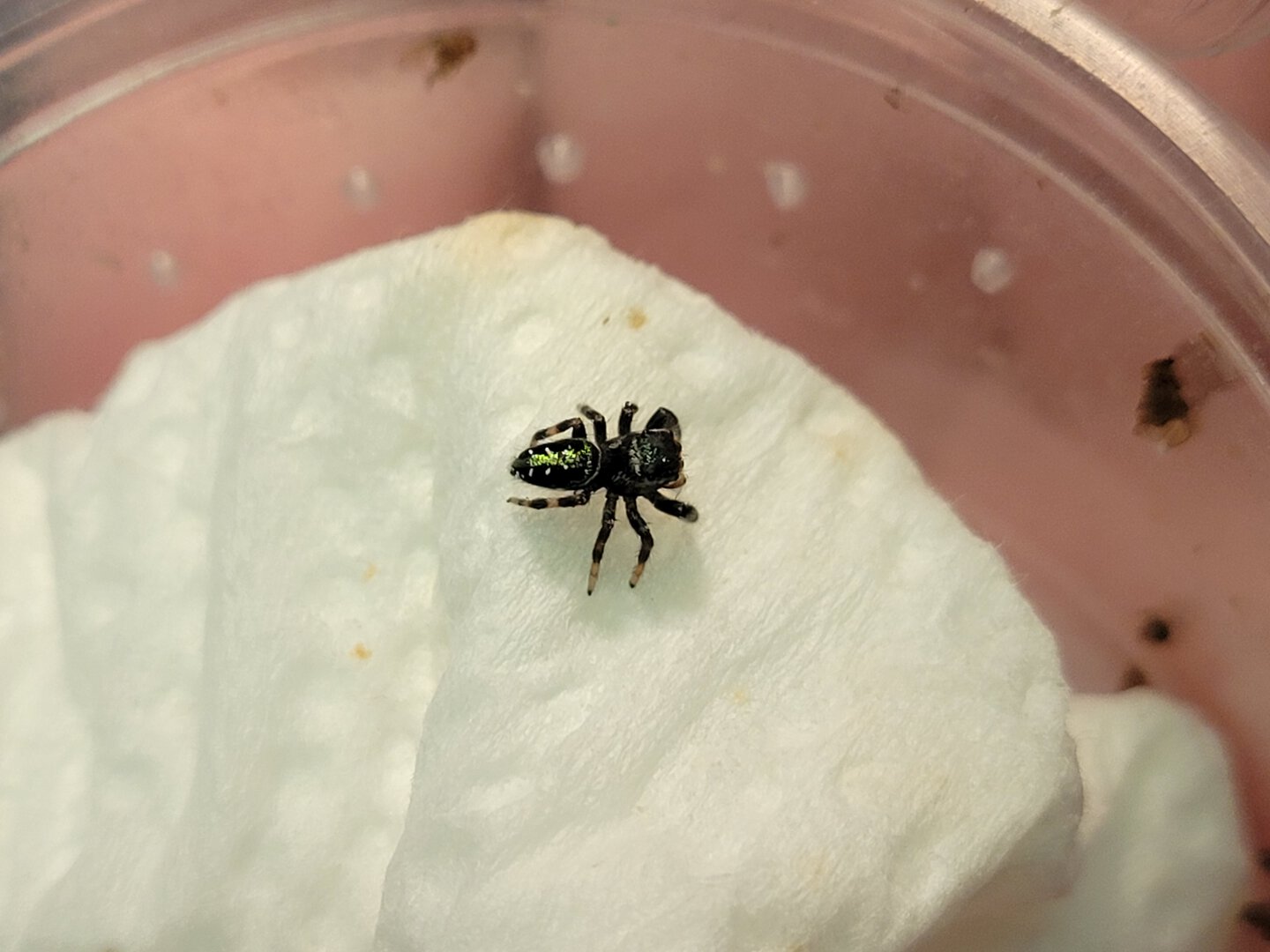 Paraphidippus aurantius