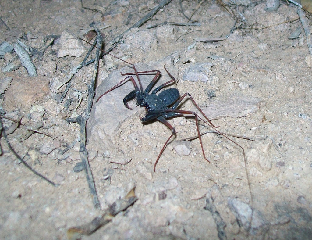 Paraphrynus mexicanus