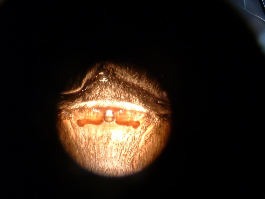 Paraphysa scrofa - Female