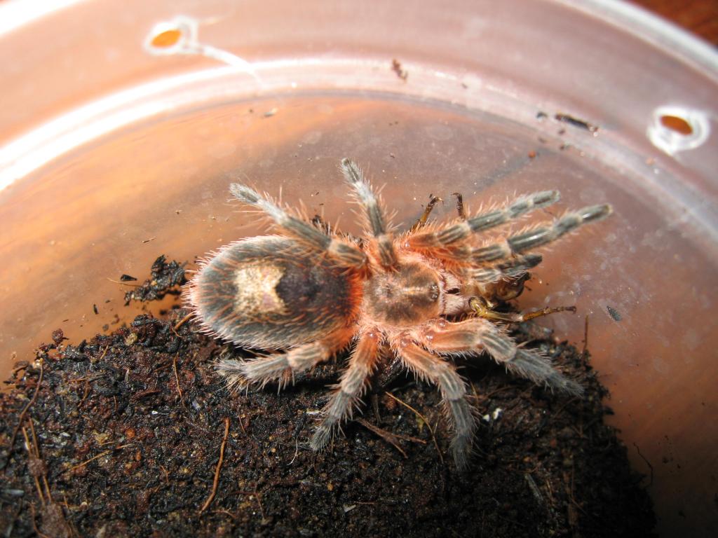 Paraphysa scrofa