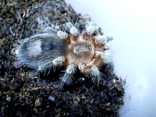 Paraphysa scrofa