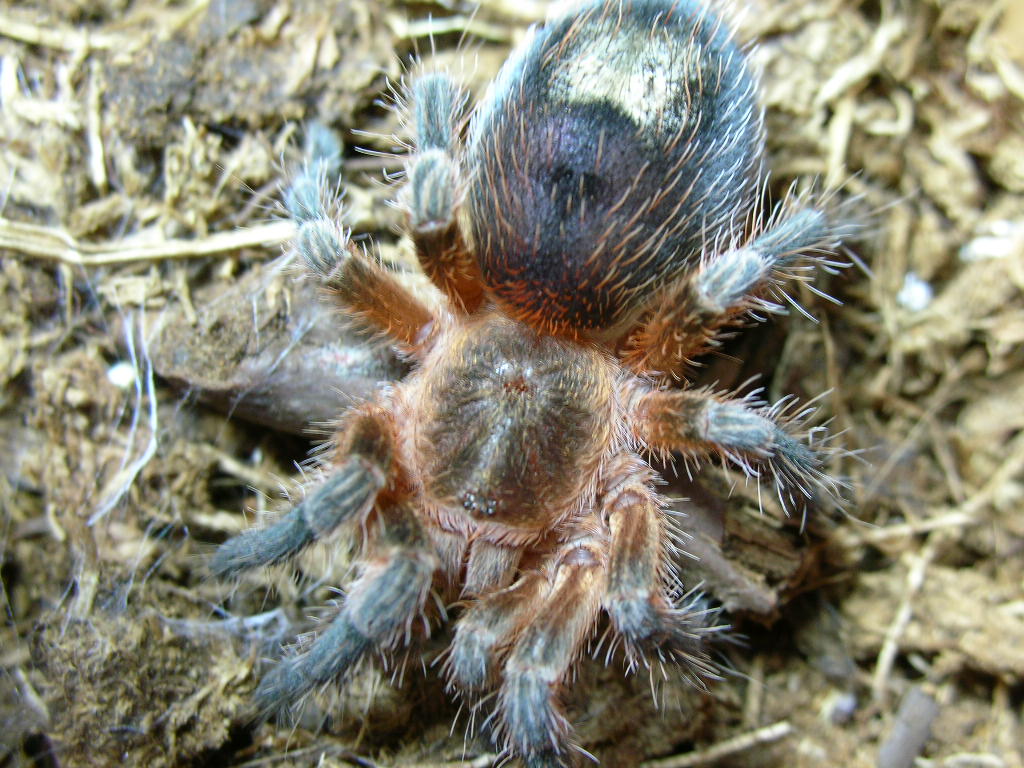 Paraphysa scrofa