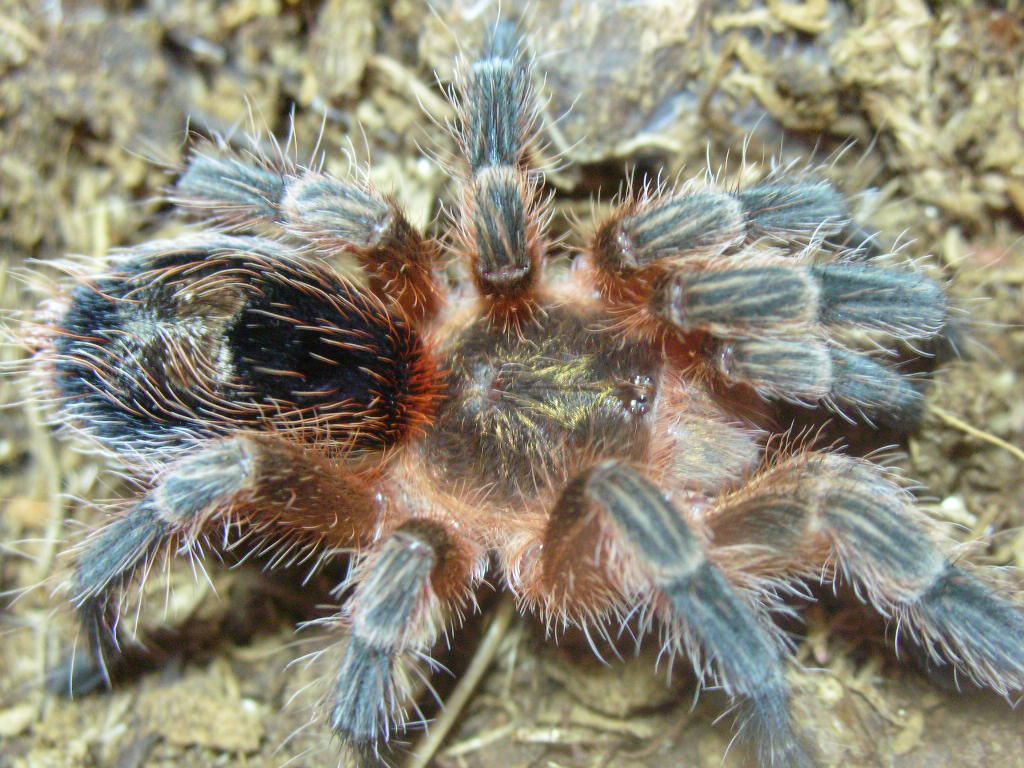 Paraphysa scrofa