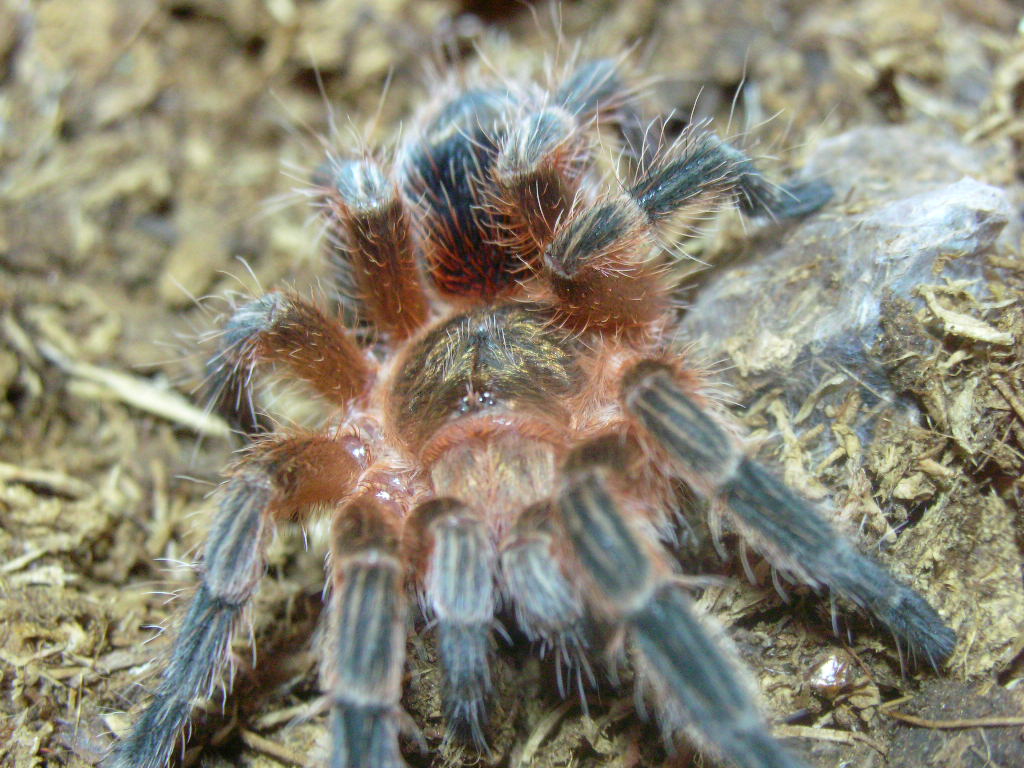 Paraphysa scrofa