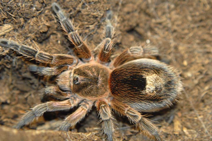 Paraphysa scrofa