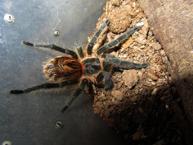 Paraphysa sp tigre