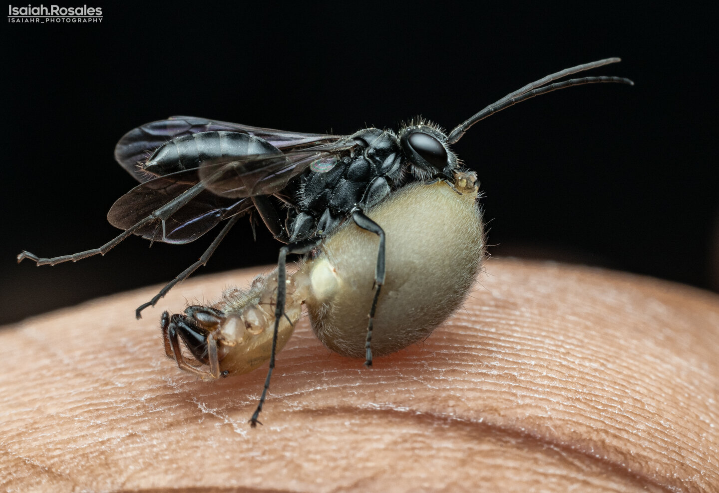 Parasitic wasp (Pompilidae sp.)