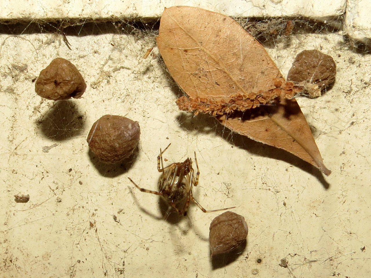 Parasteatoda tepidariorum With Egg Sacs