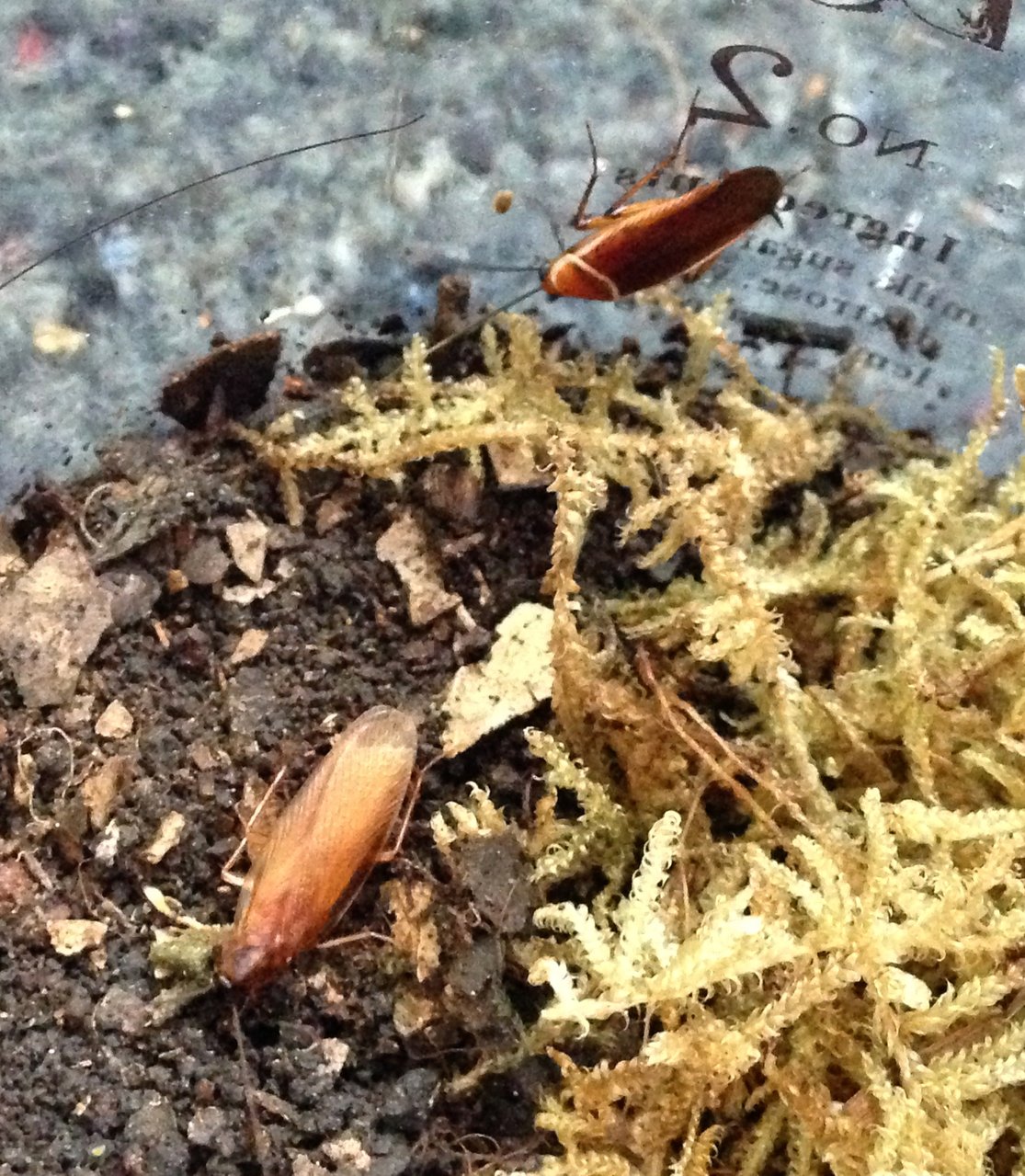 Parcoblatta desertae and Pseudomops septentrionalis