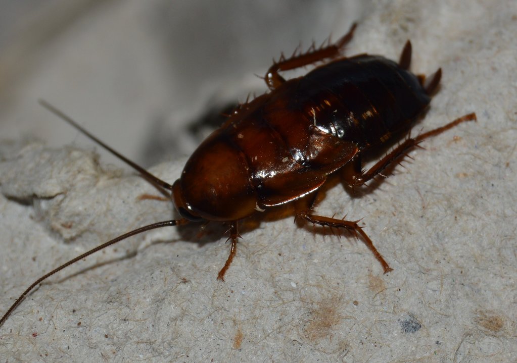 Parcoblatta pennsylvanica(Pennsylvania Wood Roach) Nymph