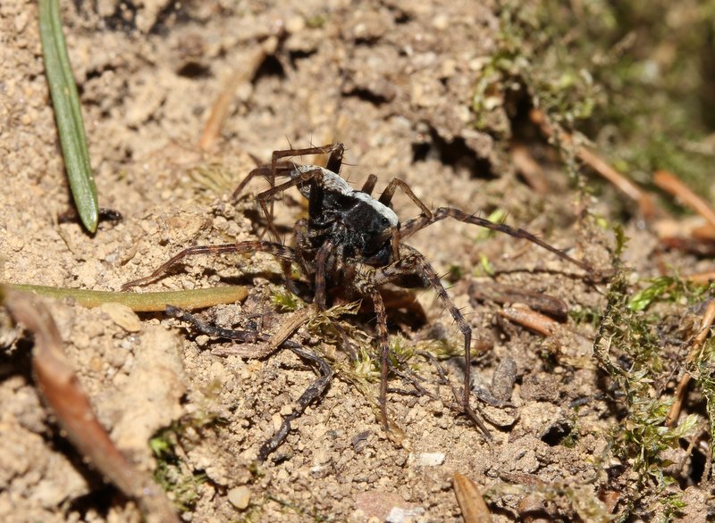 Pardosa lugubris